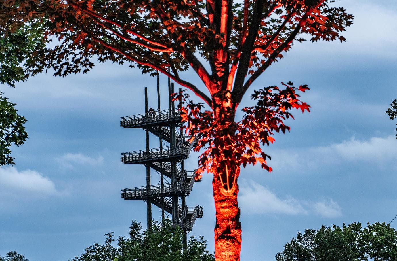 ein mit rotem Licht angestrahlter Baum im Vordergrund, im Hintergrund ist der Weißtannenturm zu sehen              
