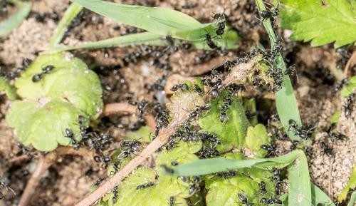 Tapinoma magnum Ameisen der Art Tapinoma magnum krabbeln über den Boden.