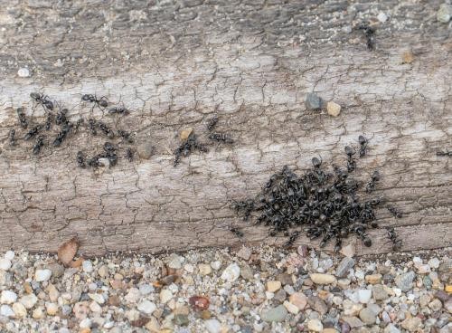 Ameisenplage