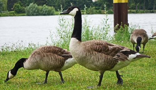 Stadtjäger Kanadagänse watscheln durch den Garten der zwei Ufer.