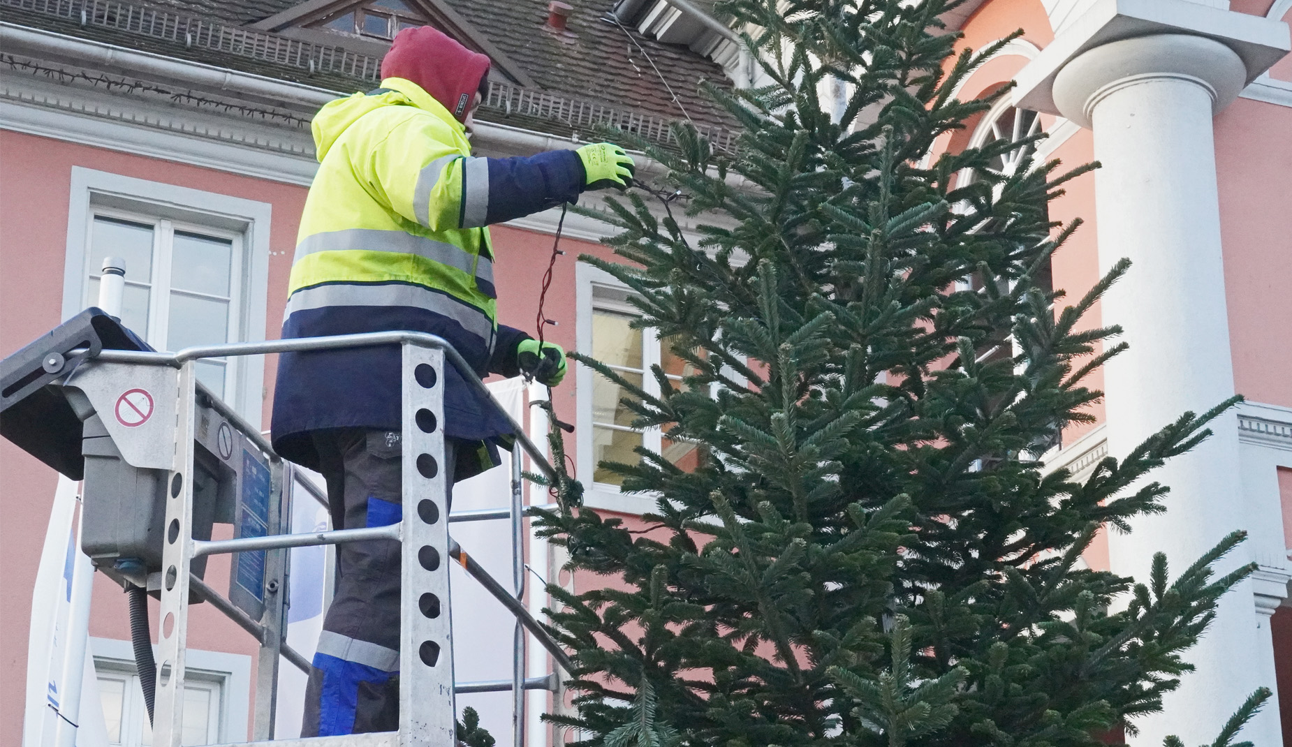 Betriebshofmitarbeiter legt eine Lichterkette um eine Tanne.